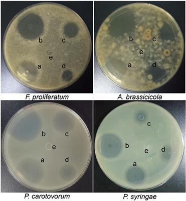 Antimicrobial activity, chemical composition and mechanism of action of Chinese chive (Allium tuberosum Rottler) extracts